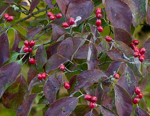 berries2