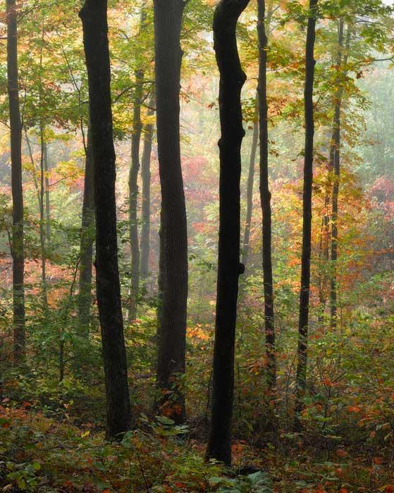 mapletrees