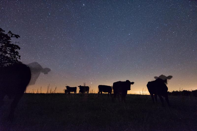 starcows